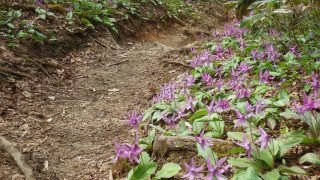 ４月１8日（ゴンドラでスカイ獅子吼→月惜小屋→奥獅子吼→月惜小屋→パーク獅子吼）